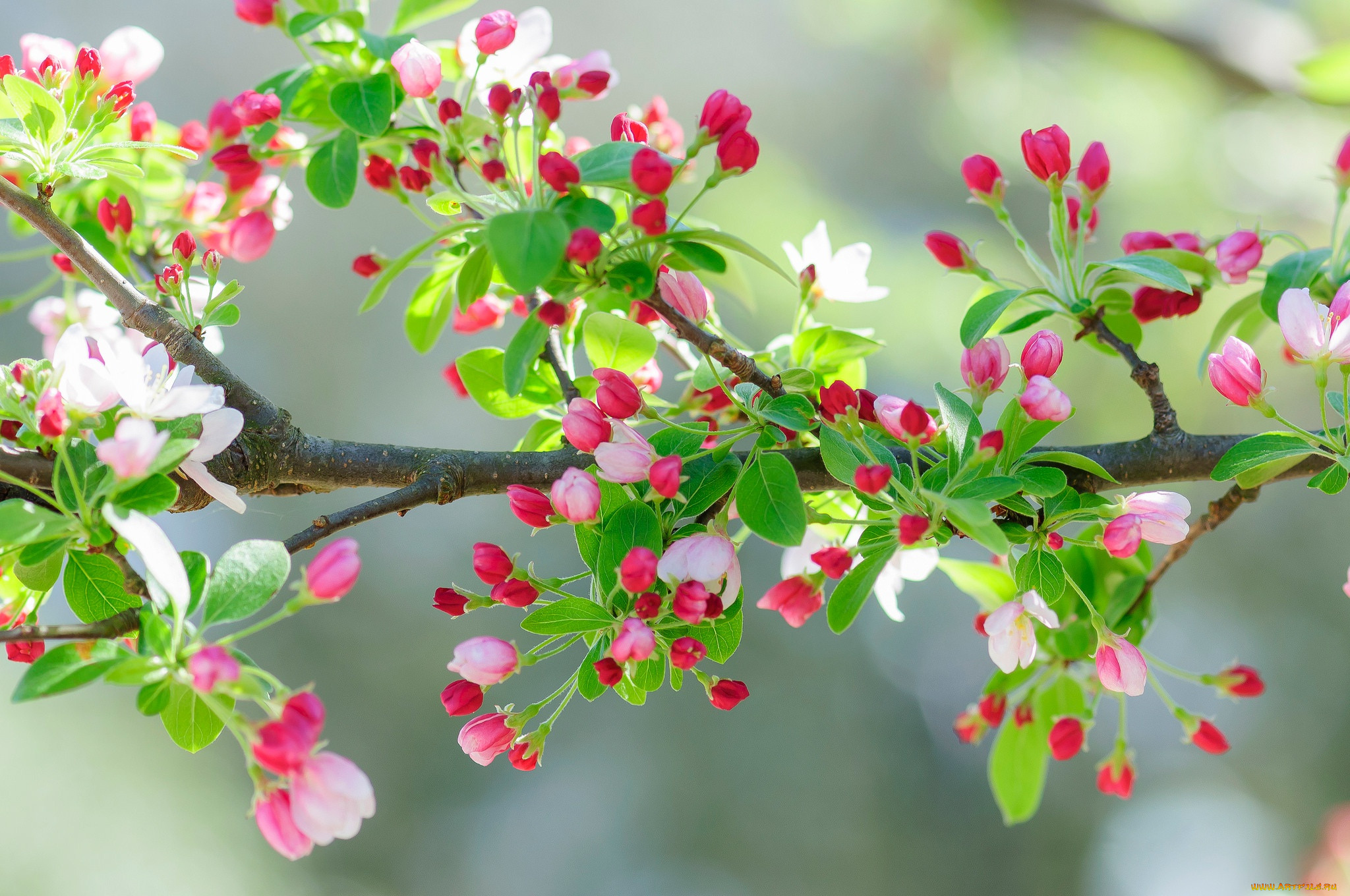 Картинки апрель красивые на телефон. Яблоня Сибирская цветение. Весеннее дерево. Весеннее цветение..